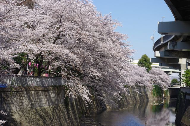 江戸川公園の桜の写真ページ