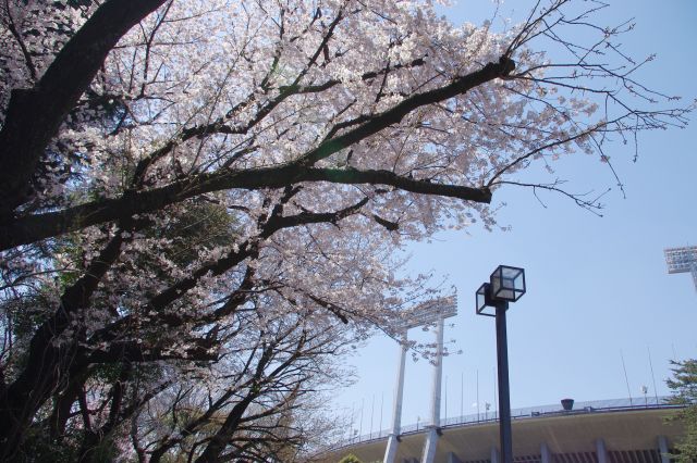 明治神宮外苑の桜の写真ページ