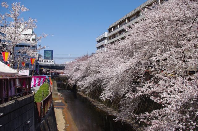 広場の対岸側には桜の木が並ぶ。川の方へ枝が垂れている大きな木が続き、桜色の密度も濃い。