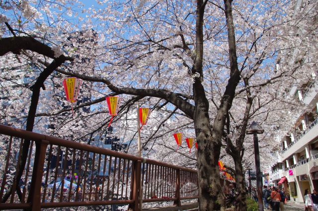 中目黒・目黒川の桜の写真ページへ