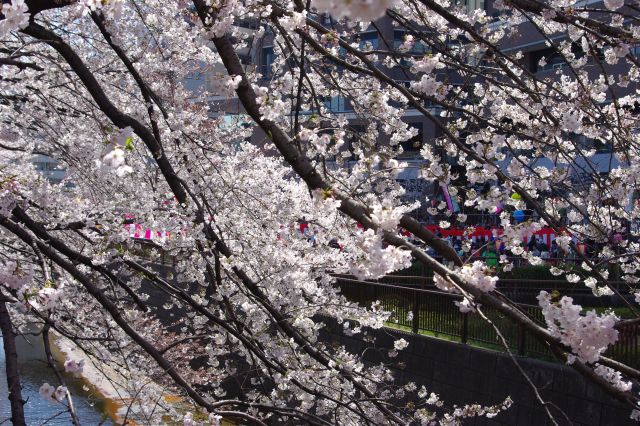 桜をズーム。奥の広場が遮られるほどの桜のアーチ。