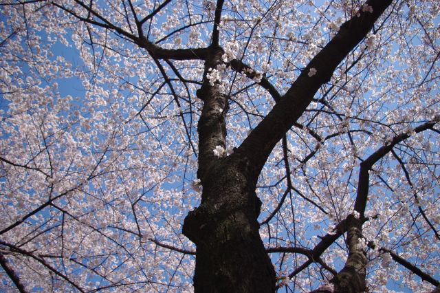木肌と桜と快晴の空。