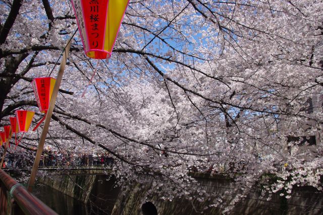 桜で埋め尽くされる風景。橋の上には特に人が多い。