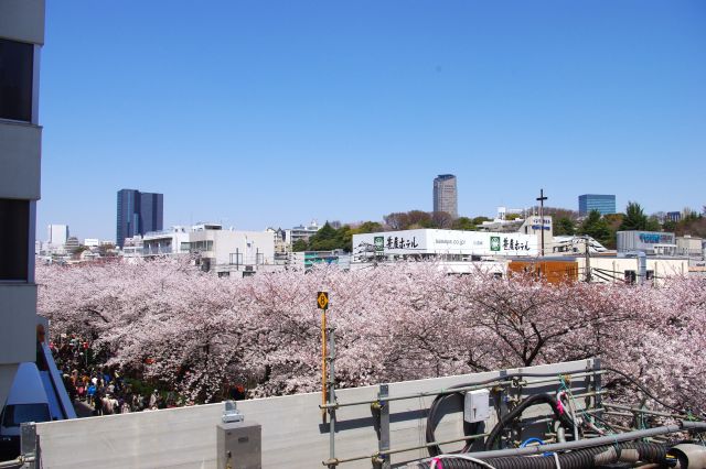 中目黒駅のホームの端からも、高い密度の桜と人を確認できた。