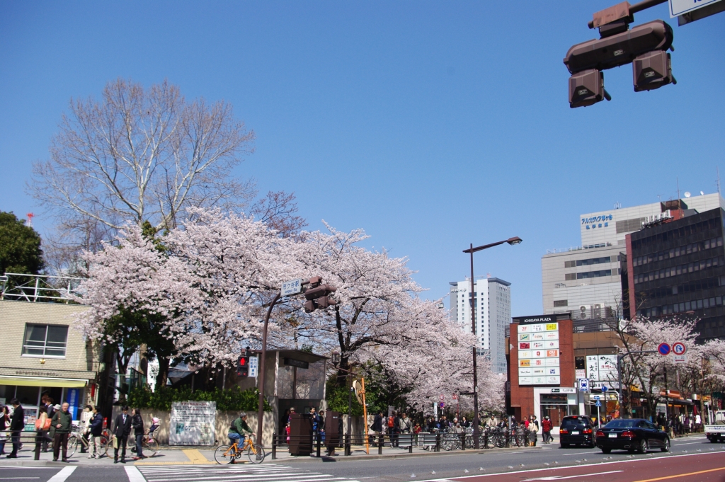 写真27枚 外濠公園の桜 東京都 全国風景写真 みやだい