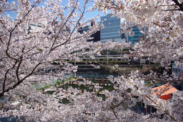 駅前にはドラマ等でもよく登場する有名な釣堀がある。通り沿いに桜がひしめき合って釣堀の様子は見づらい。