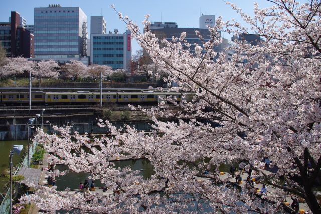 外濠公園の桜の写真ページ