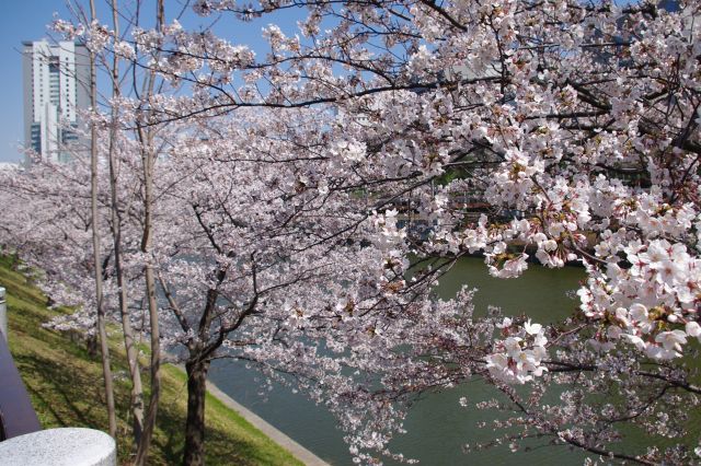 飯田橋方面へ進んでいく。外堀通り側にも濠側に桜の並木がずっと続いている。