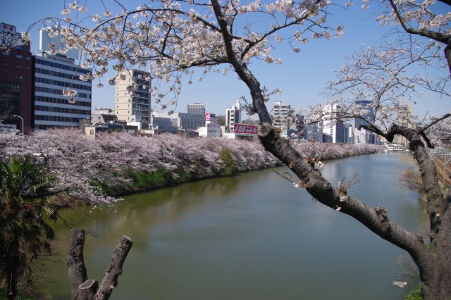 飯田橋方面を除く。こちら側にもずっと桜の木が続いている。見晴らしが良いので撮影する人も多い。