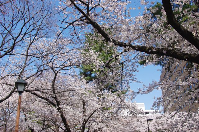 細長い歩道型公園沿いに桜並木が続いていく。
