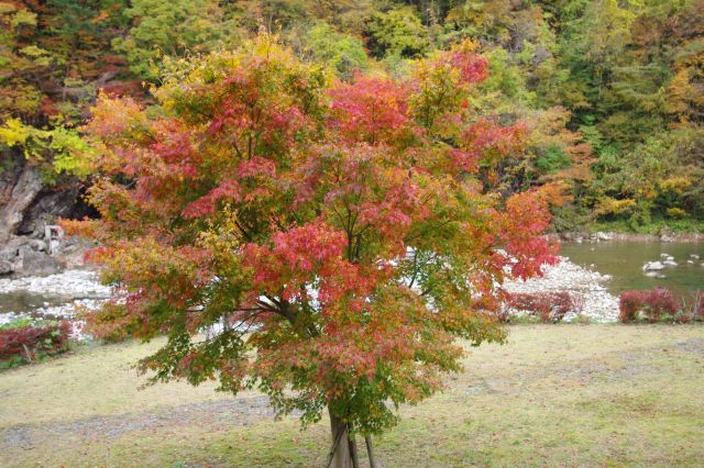 渓谷歩道入口前には１本の紅葉の木が迎える。