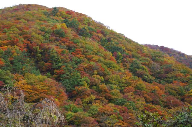 山はそれぞれの色がほぼよく混ざりつつ鮮やかに主張。