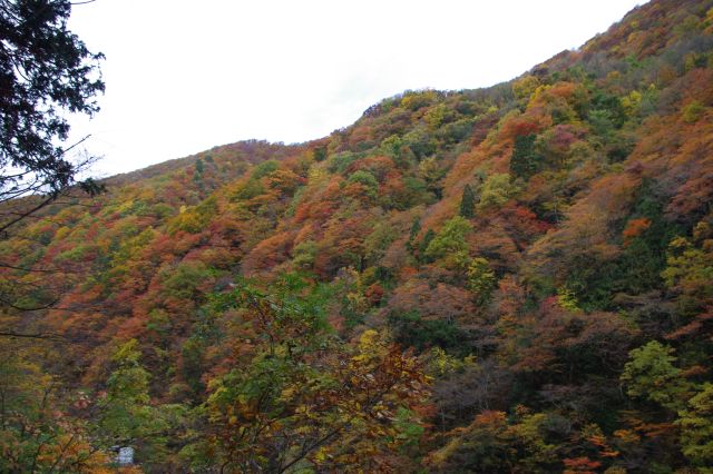 何度見ても鮮やかで美しい紅葉の山。