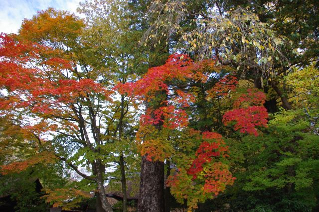 各屋敷から伸びる木々はどれも立派なもの。紅葉には特に人が集まります。