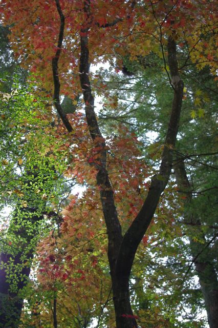 表から見た紅葉の反対側。見上げるほどの高さ。日陰ですが木漏れ日が良い雰囲気。