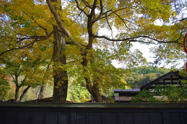 各屋敷にはどれも大きくて様々な木が伸びている。黄色と緑の紅葉が美しい。