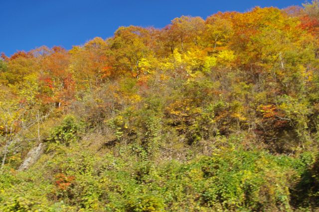 田沢湖から国道341号線を北進し、宝仙湖方面へ。車窓からはとても明るく鮮やかな紅葉が見られました。