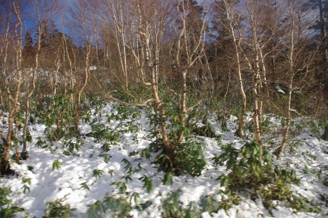 冬季に（翌日から）閉鎖される区間に入り山道を登っていくと徐々に雪が現れます。今期初めて近くで見た雪です。