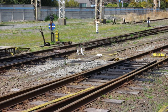 扇町駅は人懐っこい猫が居ることでも知られている。しばらく探してあきらめかけた頃、線路を渡ってやってきた！
