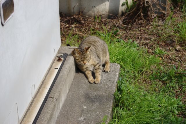 しばらくしたら他の猫もやってきた。コンクリートの角で何度も背中をかいていた。