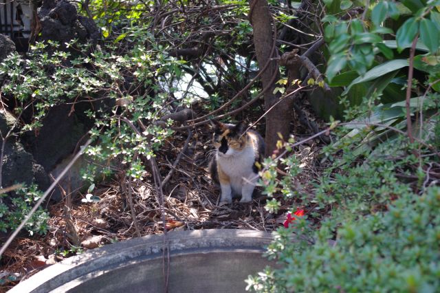 池の近くの茂みの中にも別の三毛猫が。警戒していて出てこない。