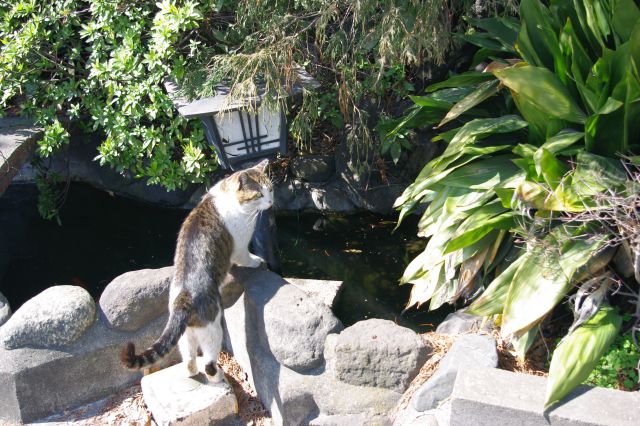 最初の猫が移動して池の所へ。この後道路を渡って餌のある民家裏へ。