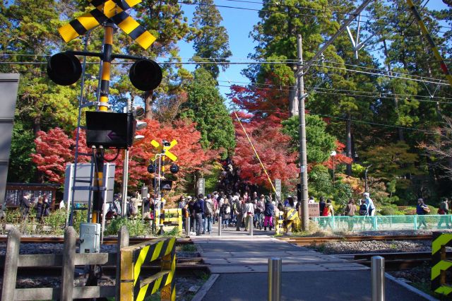 境内を走る横須賀線の踏切の先の階段が一番の紅葉スポット。