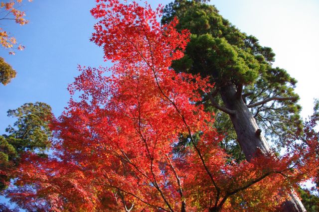 高い杉の木と共に空にそびえるまぶしい赤色の紅葉。