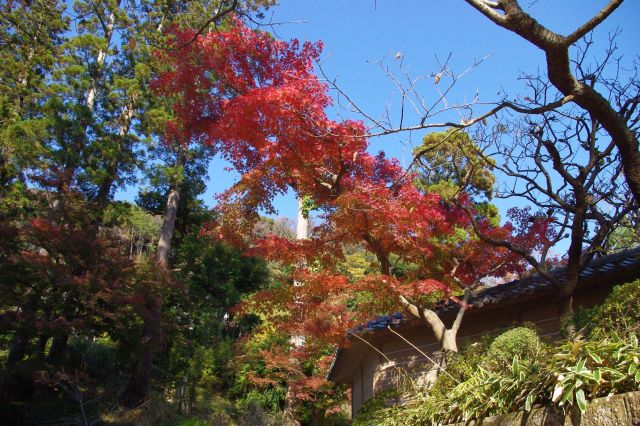 唐門横の塀の前の小さな紅葉の木。