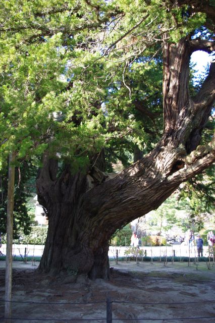 仏殿前の道にあった太い幹の木。歴史と力強さを感じます。