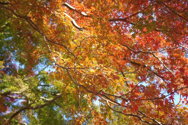 様々な色で作り上げる紅葉の風景。