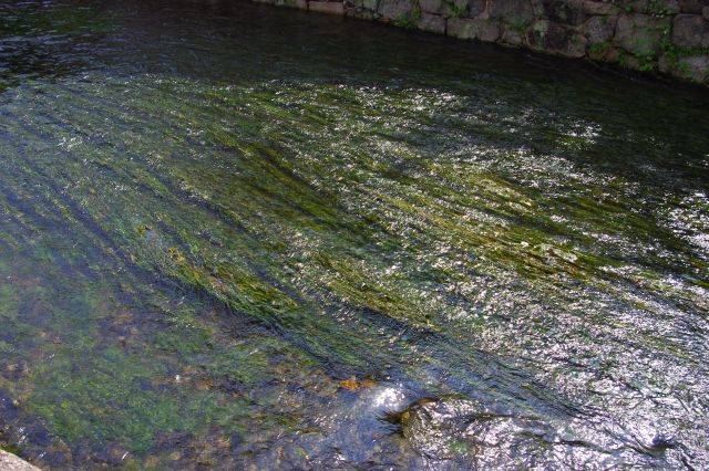 京都らしい風景の中に流れる、透明できれいな川です。
