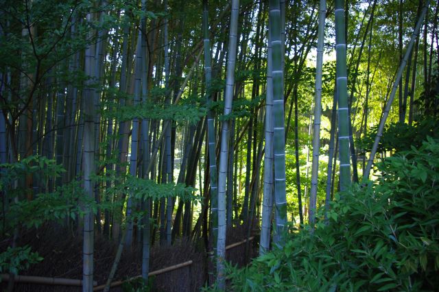 竹林の風景。すぐ奥にはJR嵯峨野線（山陰本線）が走っていてその音が風景とミスマッチで残念。