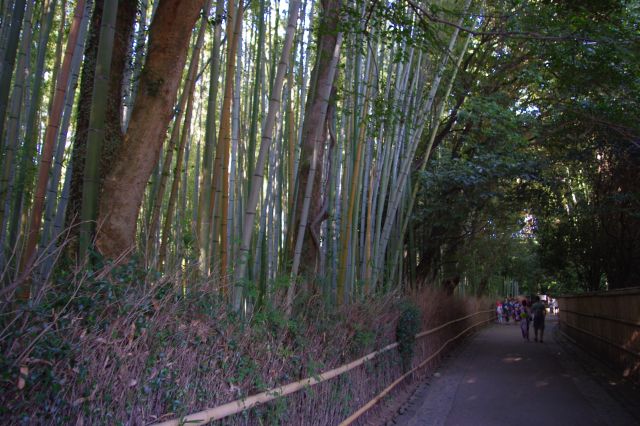 今回は嵐山駅方向へ下っていきます。右は境内で左側に竹林が続きます。