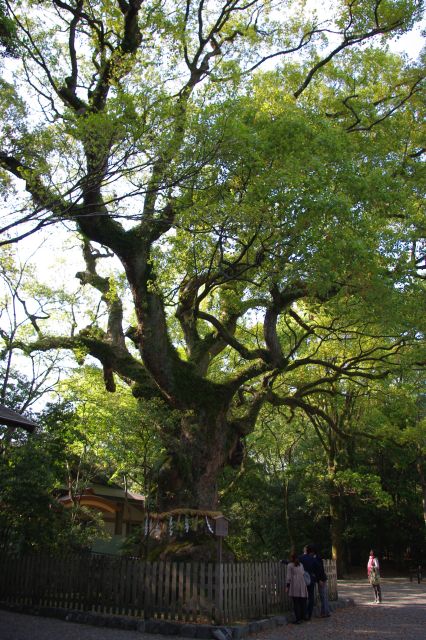 弘法大師が植えたとされる樹齢約千年の大楠（おおくす）。力強い巨木です。