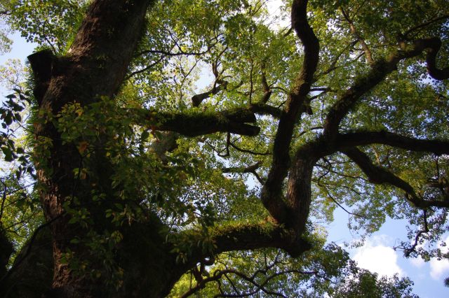 大楠を見上げると、木肌もたくさんの葉で覆われていました。
