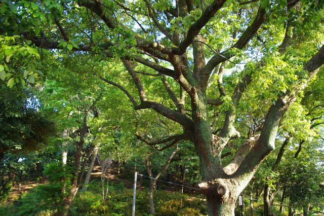 緑あふれる古墳を周るように熱田神宮公園の歩道を進む。