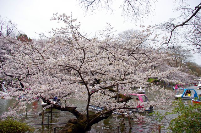 吉祥寺駅から大勢の人の流れに加わり園内へ。お花見をする多数の人の先の井の頭池には桜がびっしり。