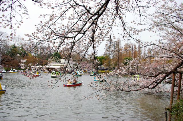 水面に向かって枝が伸びていく箇所ではボートから間近に桜を見ている人も。