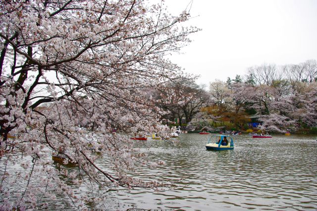 天気が少し残念ですが、八分咲きの桜が池をピンク色で囲います。