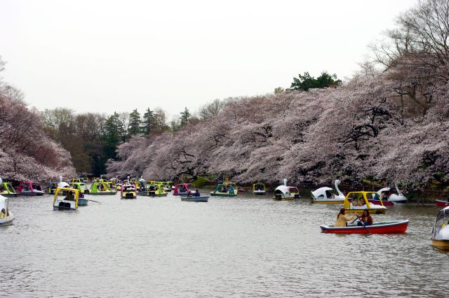 大勢の人が集まるベストスポットの七井橋より。桜がびっしりです！