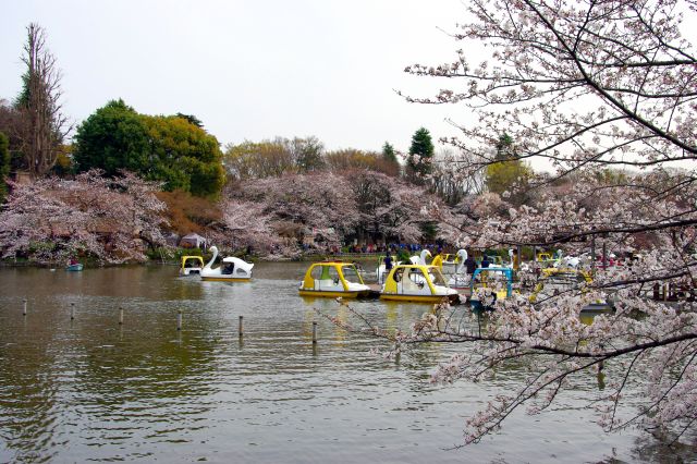 池にあふれんばかりのボートと桜。