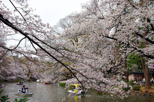 ひょうたん橋付近。川が大分細くなり川のよう。両岸に桜が多数。
