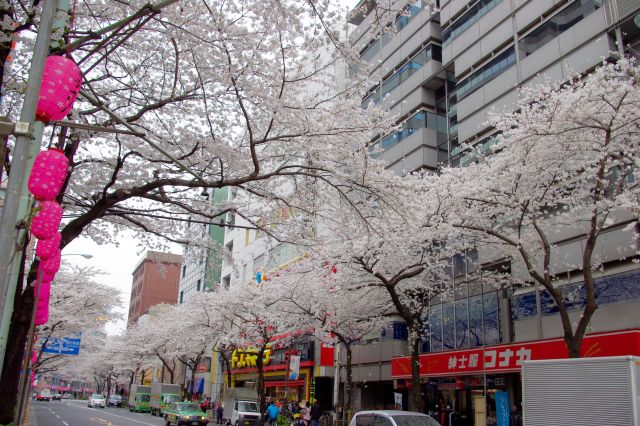 中野通りの桜の写真ページ