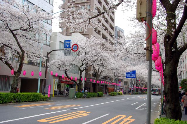 マンションや商店の前に桜並木が続く。