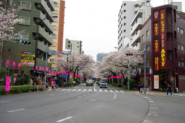新井五差路からは通りに奥まで続く桜のアーチを見られます