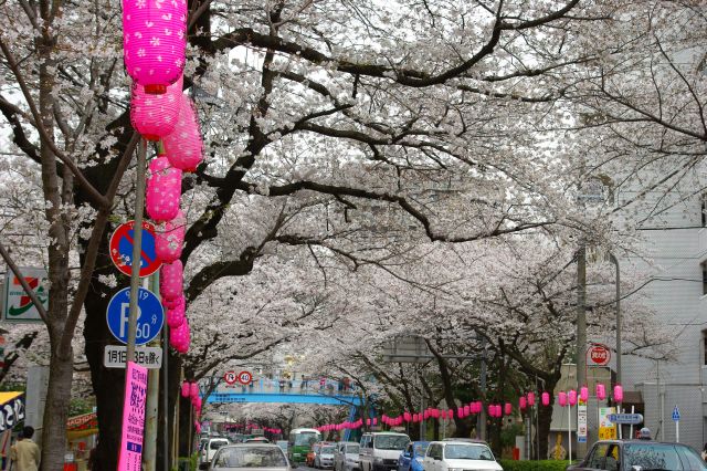 北野神社前は空を覆う桜の木々。