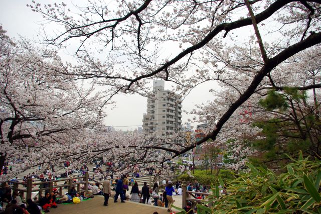 王子駅から人並みに混ざり高台への階段を登り、大勢の花見客でにぎわう公園へ。