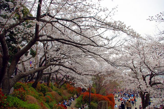 地面が土の高台部分を中心に満開の桜がひしめき合います。人も多く終始にぎやか。