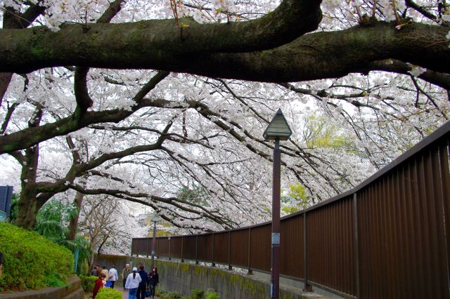 人の並に続き、音無橋をくぐり石神井川沿いの歩道へ。大きな桜の木が川へせり出していました。
